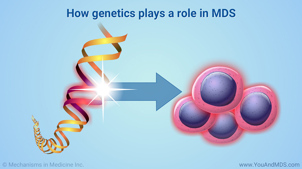 How genetics plays a role in MDS