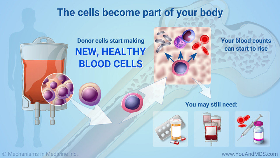 The cells become part of your body