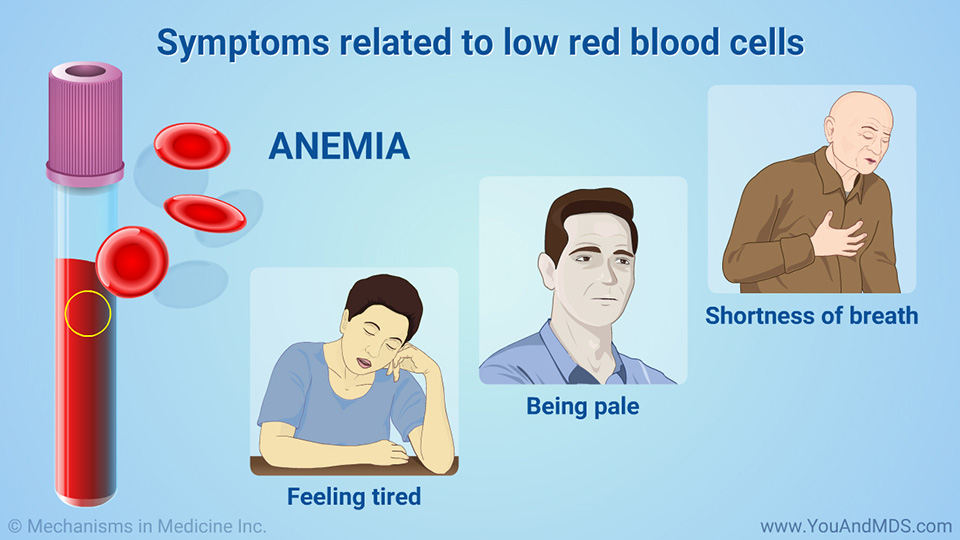 Symptoms related to low red blood cells