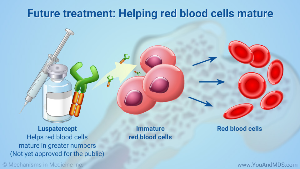 Future treatment: Helping red blood cells mature
