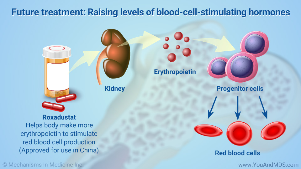 Future treatments: Raising levels of blood-cell-stimulating hormones