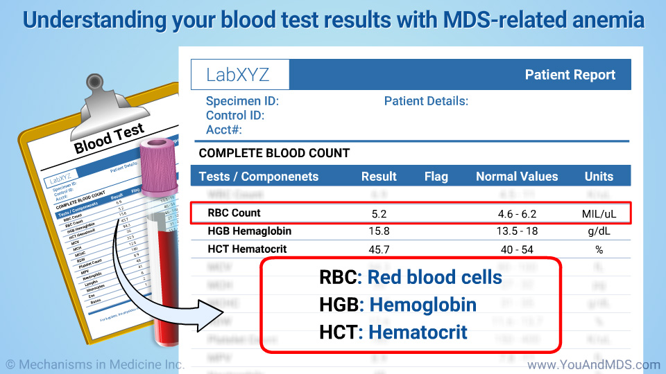 Understanding your blood test results with MDS-related anemia