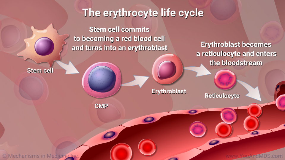 The erythrocyte life cycle