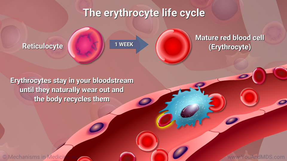 The erythrocyte life cycle
