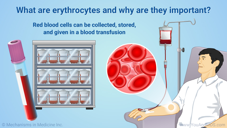 What are erythrocytes and why are they important?