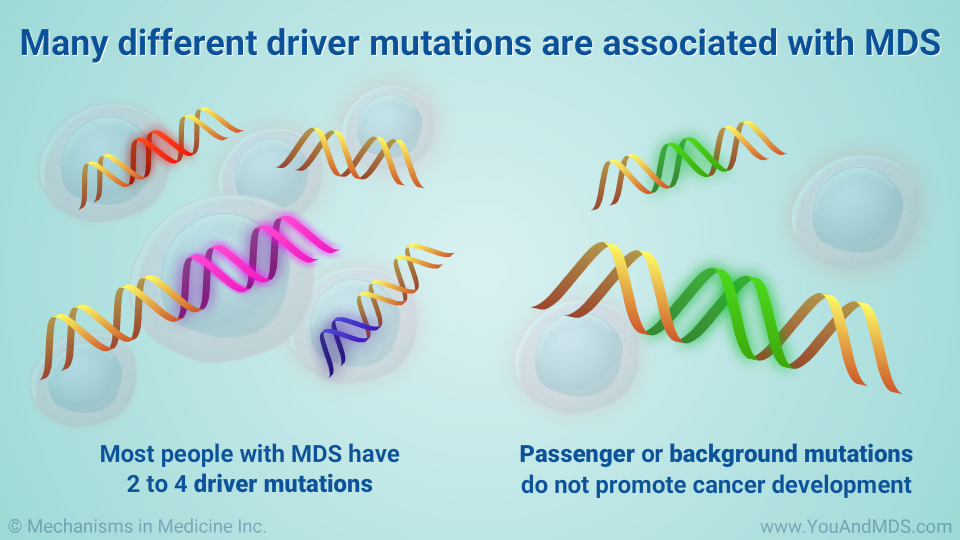 Many different driver mutations are associated with MDS