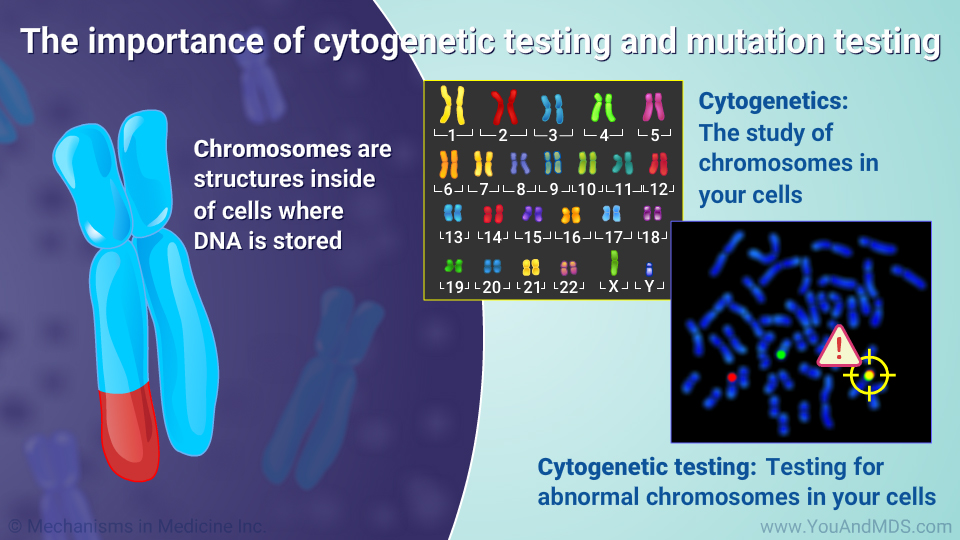 The importance of cytogenetic testing and mutation testing