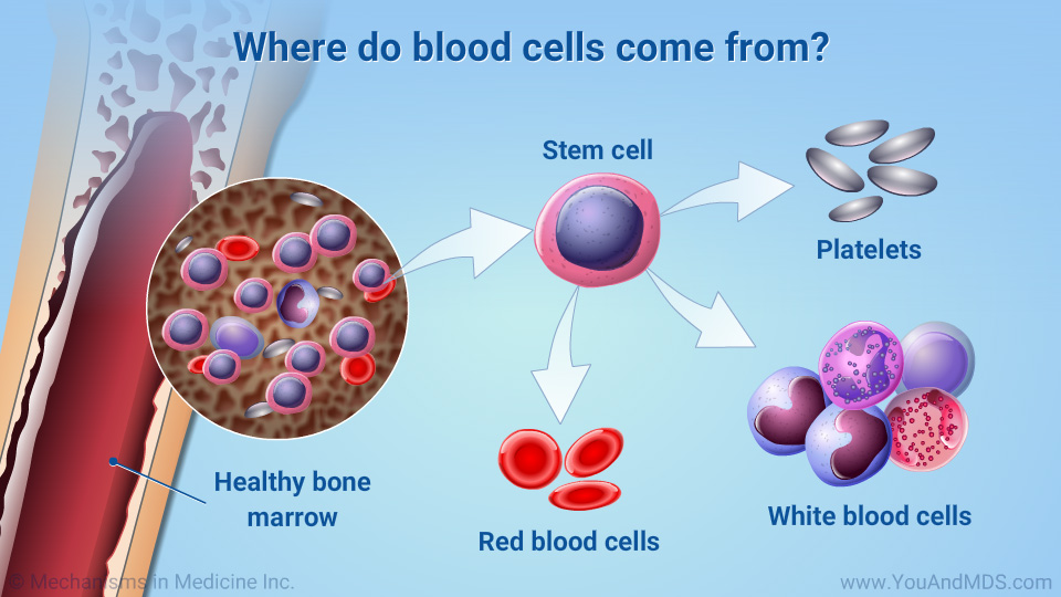 Where do blood cells come from?