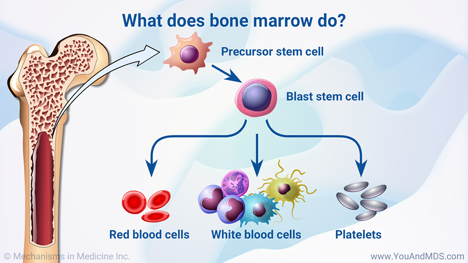 What does bone marrow do?